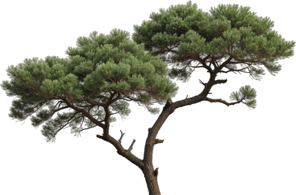 Ornaments
