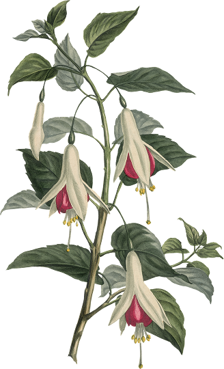 Ornaments