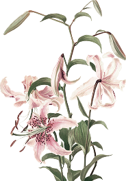 Ornaments
