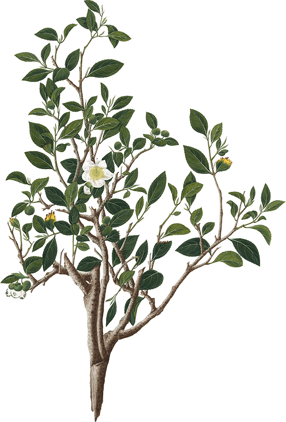 ornaments